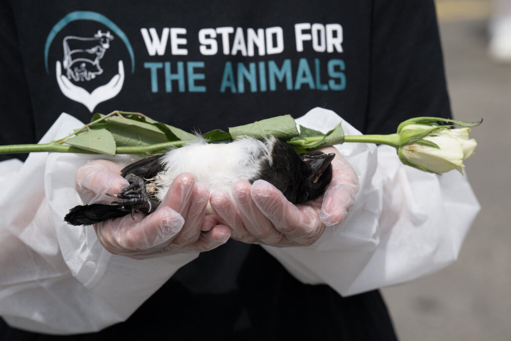 An animal activist holds a dead bird with a white rose on top of them during a We Stand For The Animals memorial service