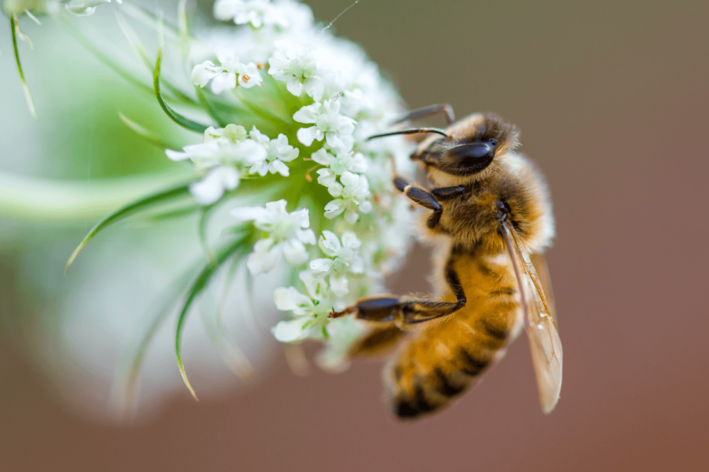 A bee on a flower