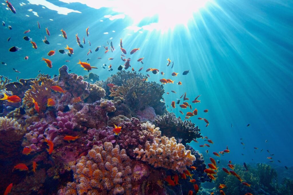 An ocean eco-system with marine life, including coral and fish