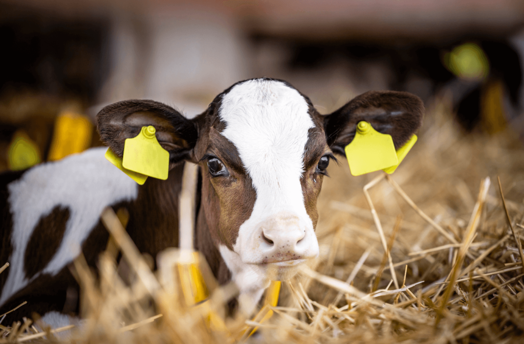 A dairy cow calf, who are killed as a fetus to make FBS