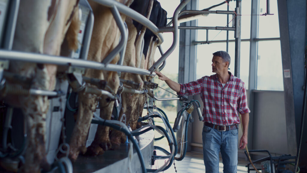 A dairy farmer walking past cows who are hooked up to milking machines