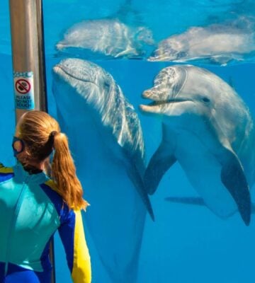 Dolphins in a tank at SeaWorld in Orlando, Florida beside a staff member