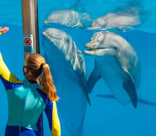 Dolphins in a tank at SeaWorld in Orlando, Florida beside a staff member