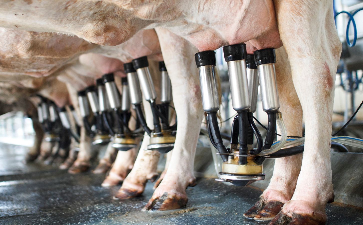 Dairy cows hooked up to milking machines