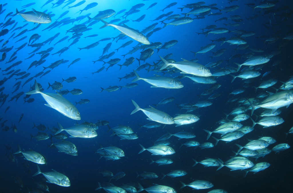 A school of fish in the ocean, whom some people eat as a source of omega-3