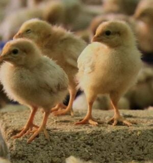 A snippet from vegan documentary H.O.P.E. depicting some young chicks