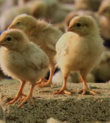 A snippet from vegan documentary H.O.P.E. depicting some young chicks