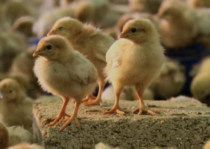 A snippet from vegan documentary H.O.P.E. depicting some young chicks