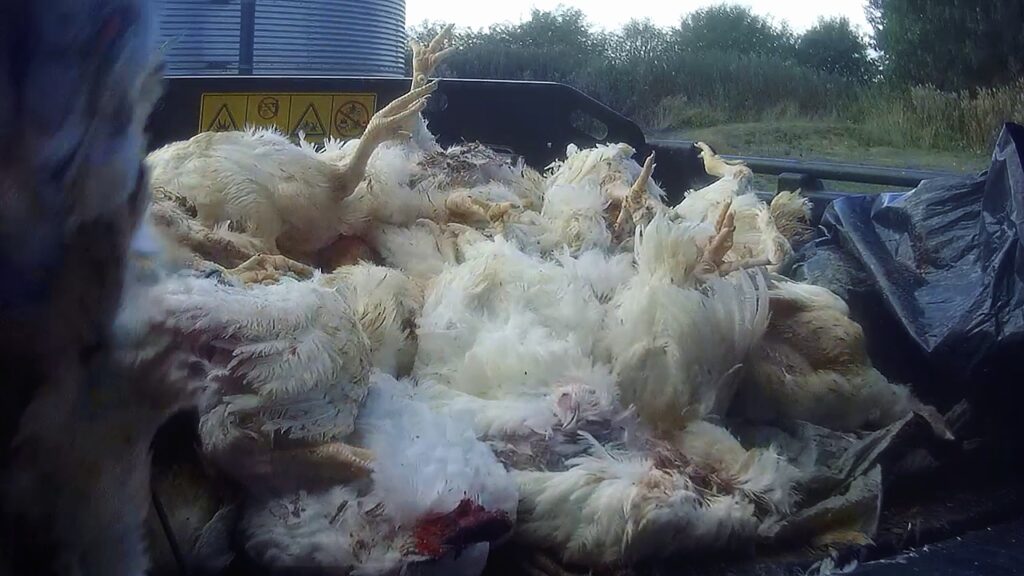 Dead birds outside a Lidl chicken farm