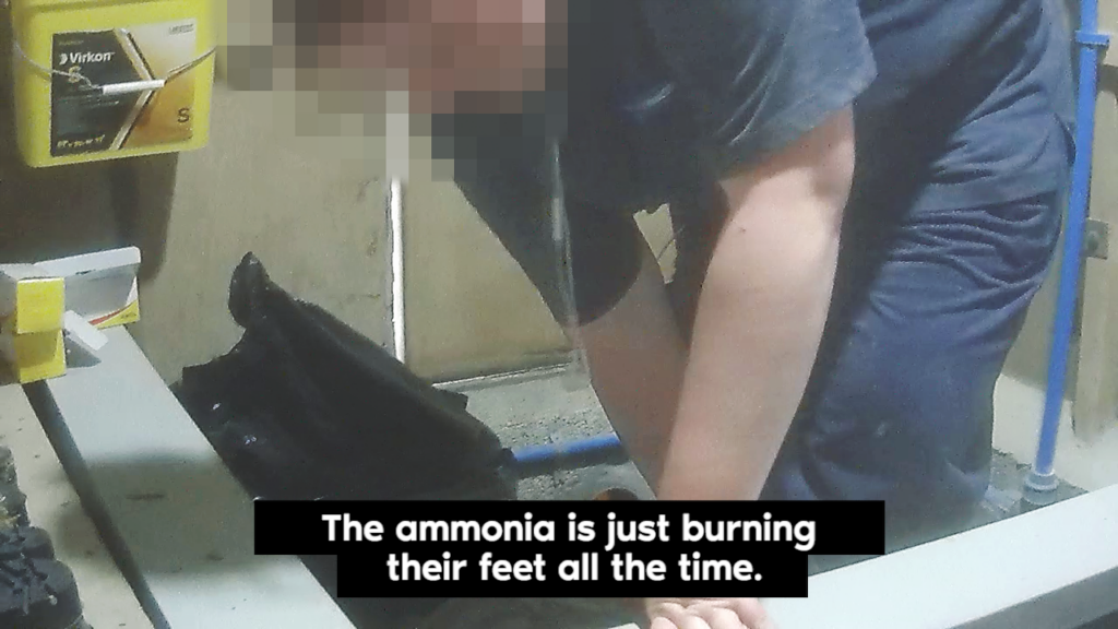 A worker at a chicken farm stating "the ammonia is just burning their feet all the time"