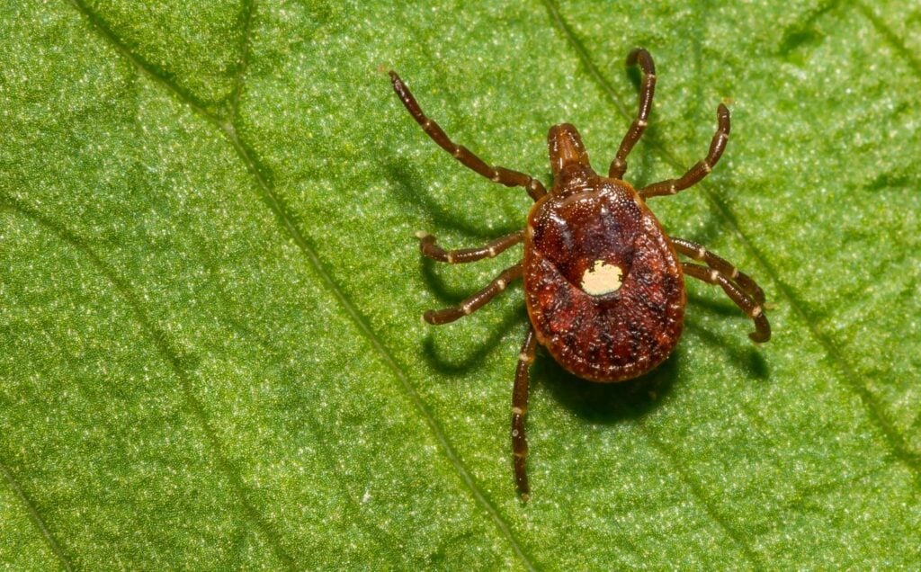 The lone star tick, which is associated with meat allergy alpha-gal syndrome