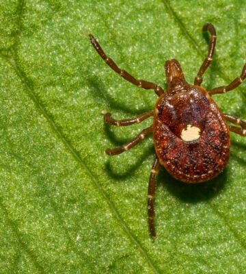 The lone star tick, which is associated with meat allergy alpha-gal syndrome