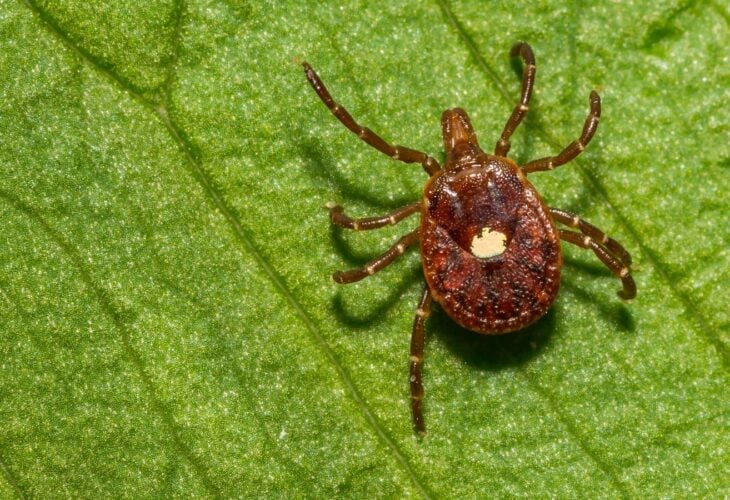 Meat Allergies Linked To Tick Bites On The Rise In US - 450,000 Affected