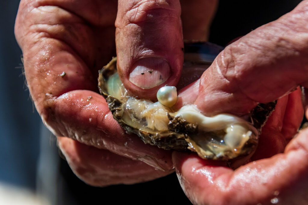 An oyster farmer extracting a pearl from the shell