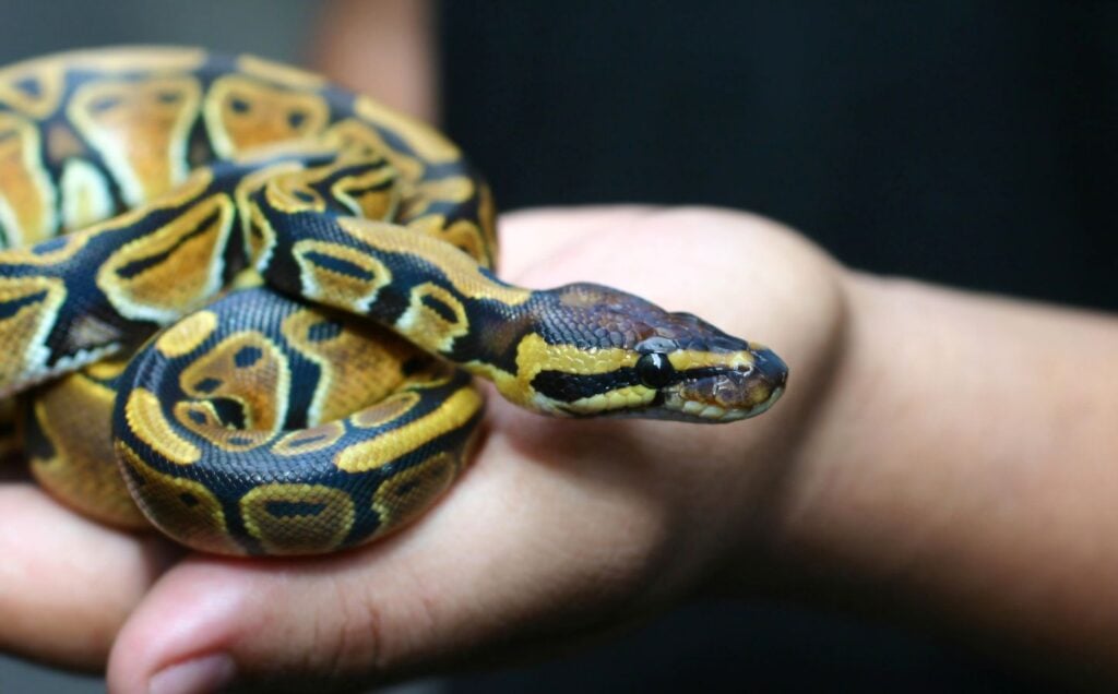 A "pet" snake being handled by a human