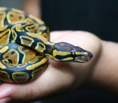 A "pet" snake being handled by a human