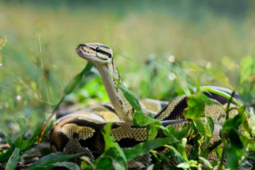 A wild python snake in the grass