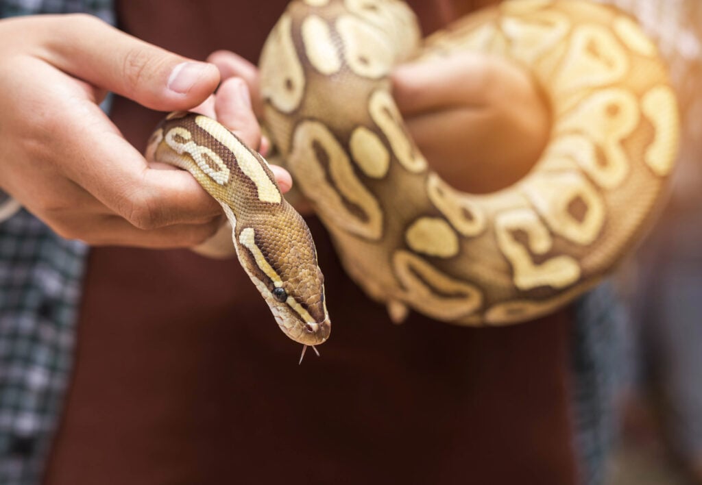 A person handling a "pet" python snake