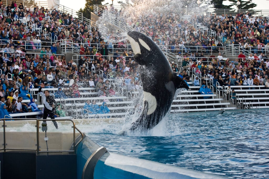 an Orca at SeaWorld in San Diego