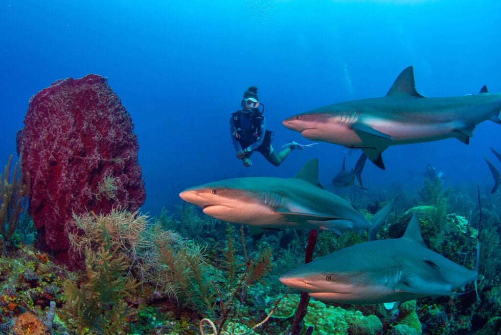 A diver swimming with Caribbean reef sharks at Cordelia Banks, Roatan Island, at Honduras in Central America