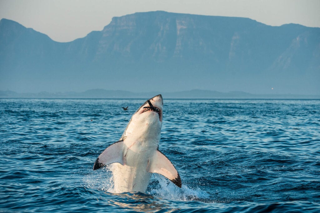 A shark jumping out of the water