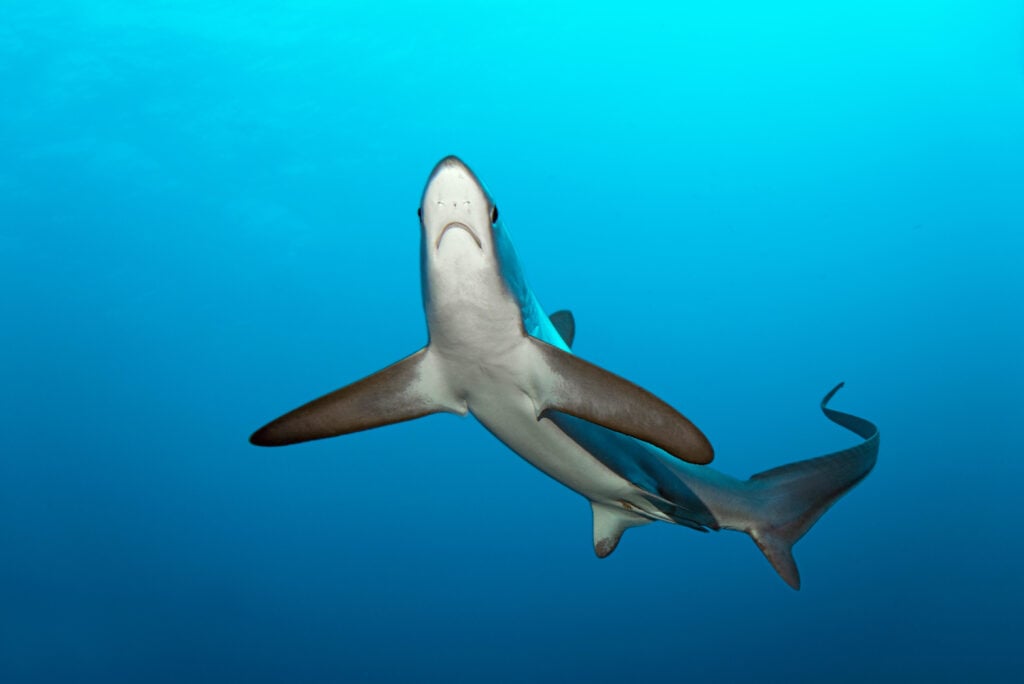 A common thresher shark swimming in the ocean in Egypt