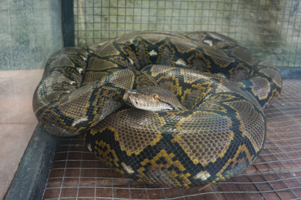 A "pet" snake coiled up in a tank