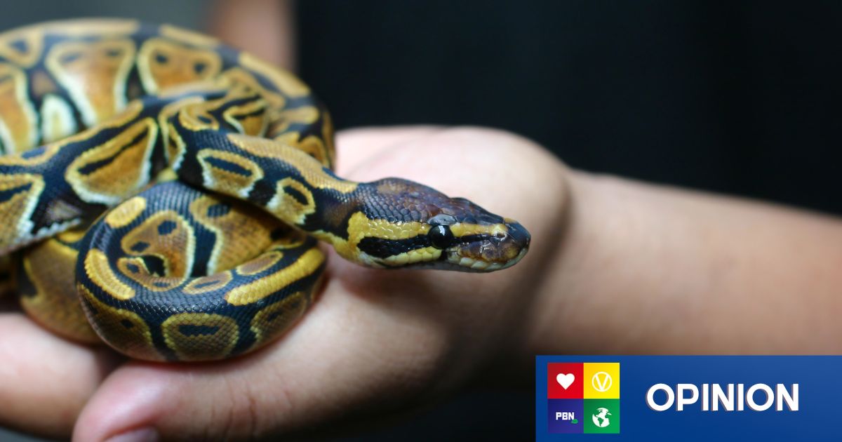 UK Issues ‘Snake Warning’ - Here’s Why They Should Never Be ‘Pets’