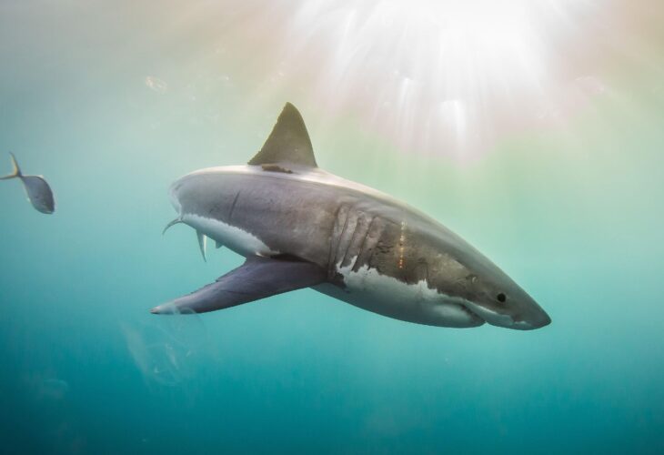 A great white shark swimming in the ocean