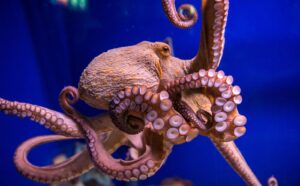 An octopus in captivity at an aquarium