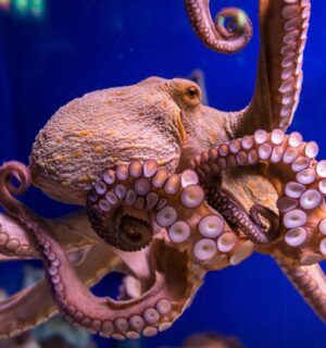 An octopus in captivity at an aquarium