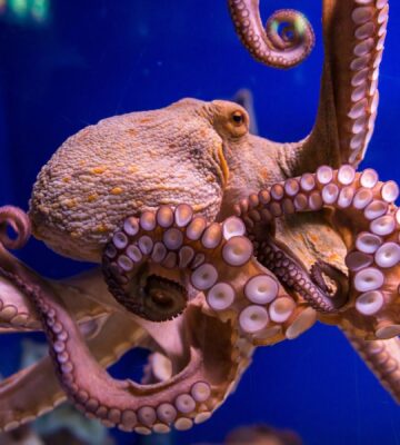 An octopus in captivity at an aquarium