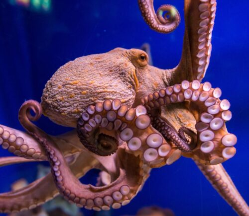 An octopus in captivity at an aquarium