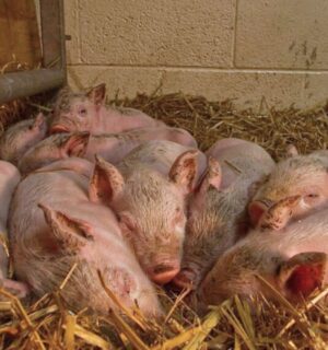 The piglets who Matilda the pig gave birth to in the woods after escaping a meat farm