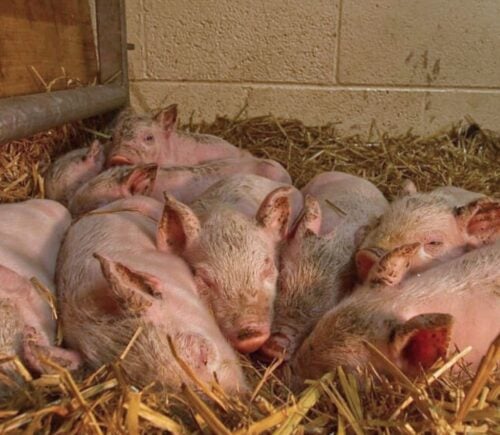 The piglets who Matilda the pig gave birth to in the woods after escaping a meat farm