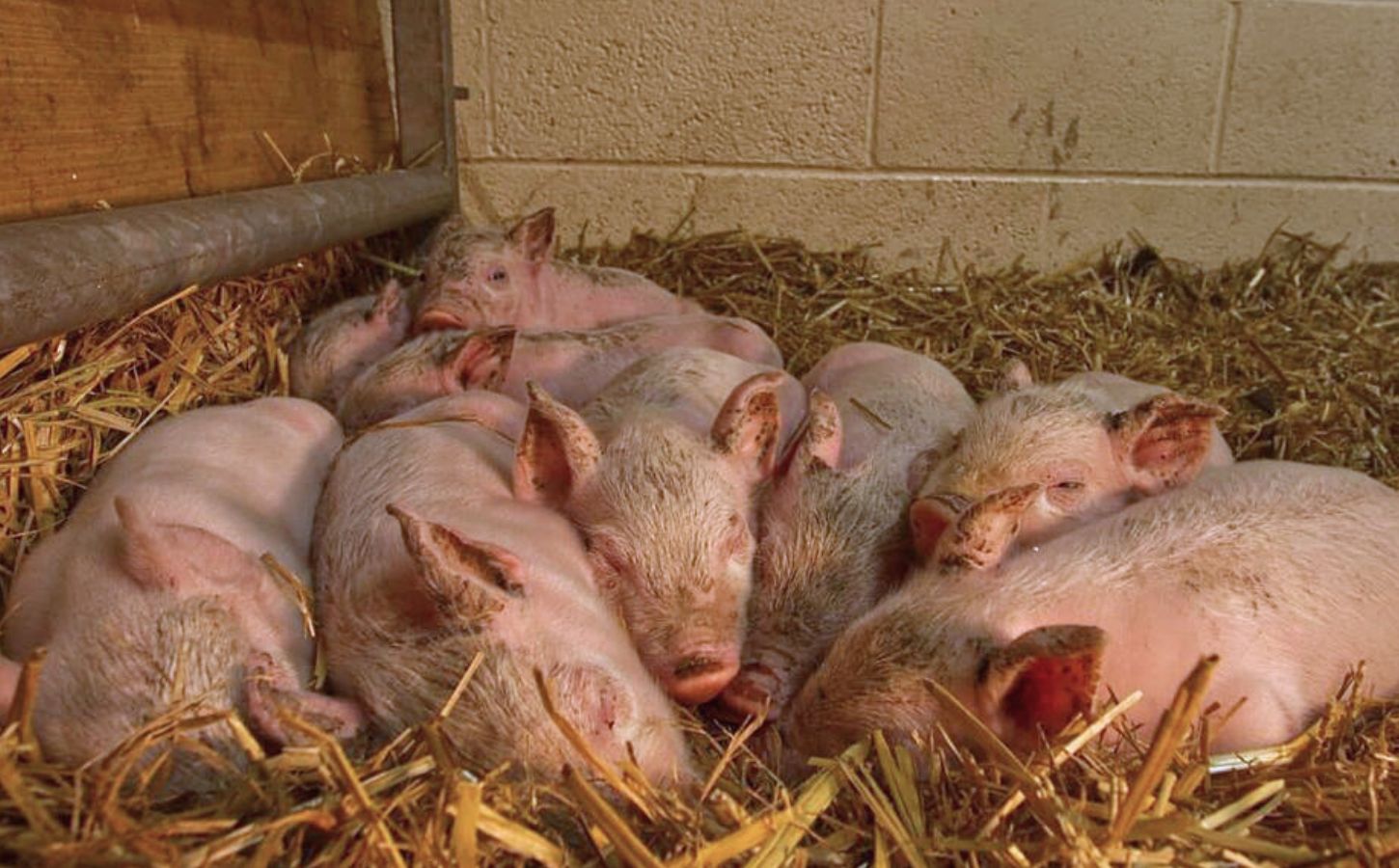 The piglets who Matilda the pig gave birth to in the woods after escaping a meat farm
