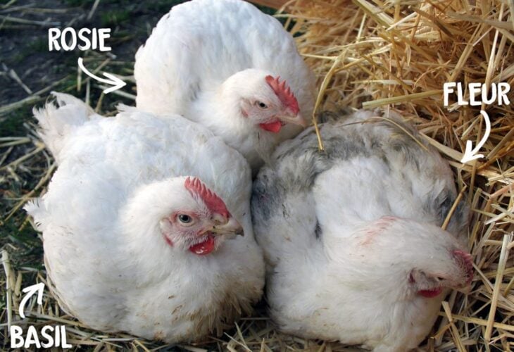 Three chicks who escaped from Red Tractor assured chicken farms in the UK