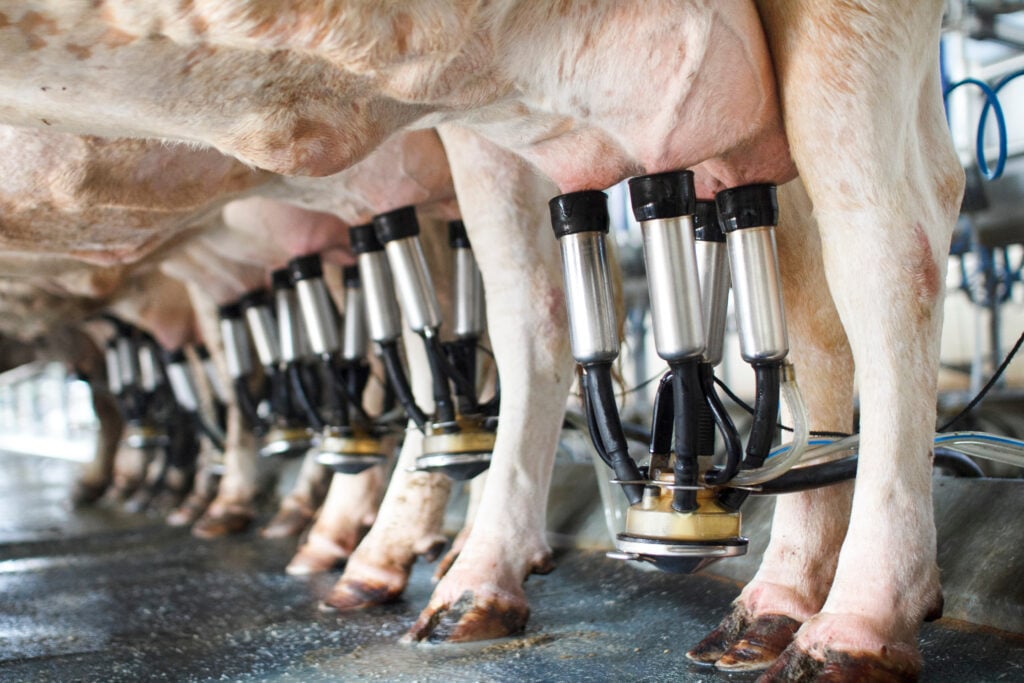Cows being milked with milking machines, which is commonplace in the UK dairy industry