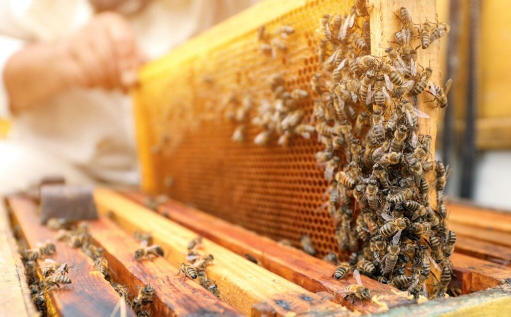 A beekeeper creating environmentally destructive honey