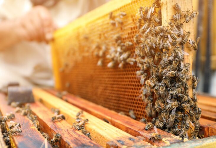 A beekeeper creating environmentally destructive honey