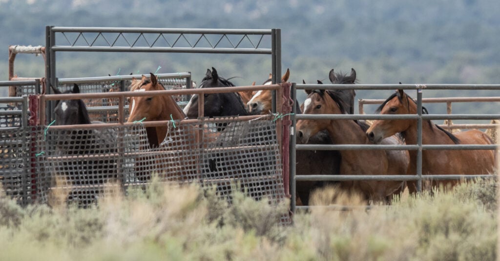 Horses on a farm