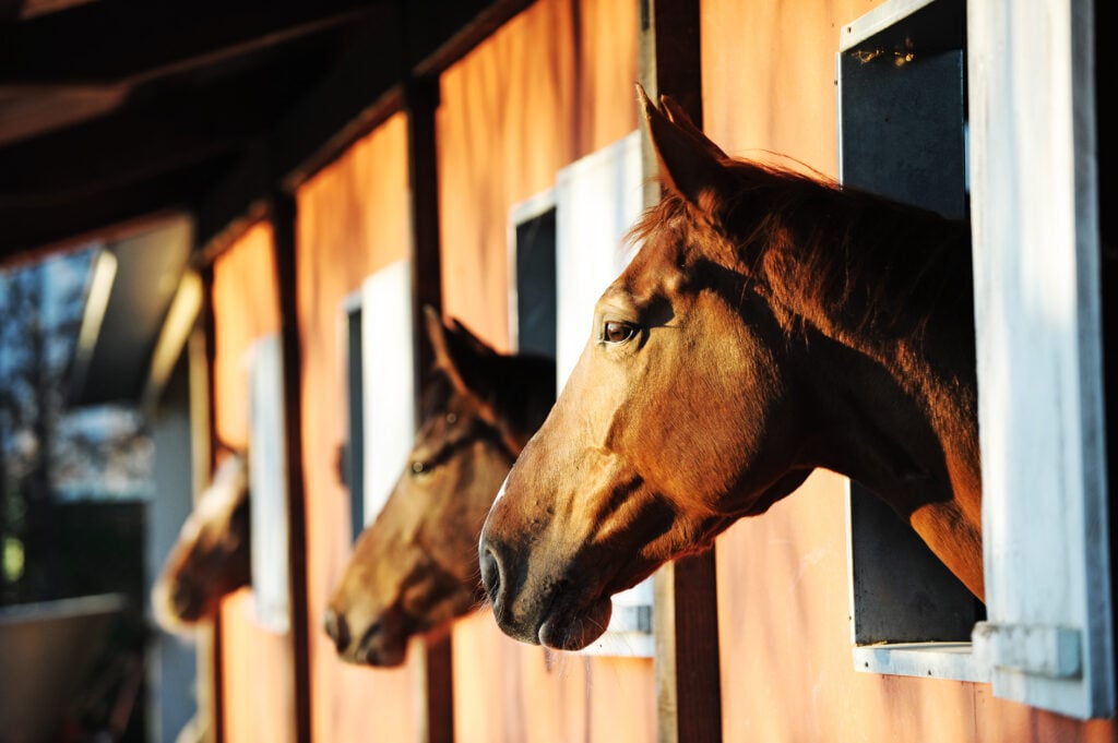 Horses in a stable