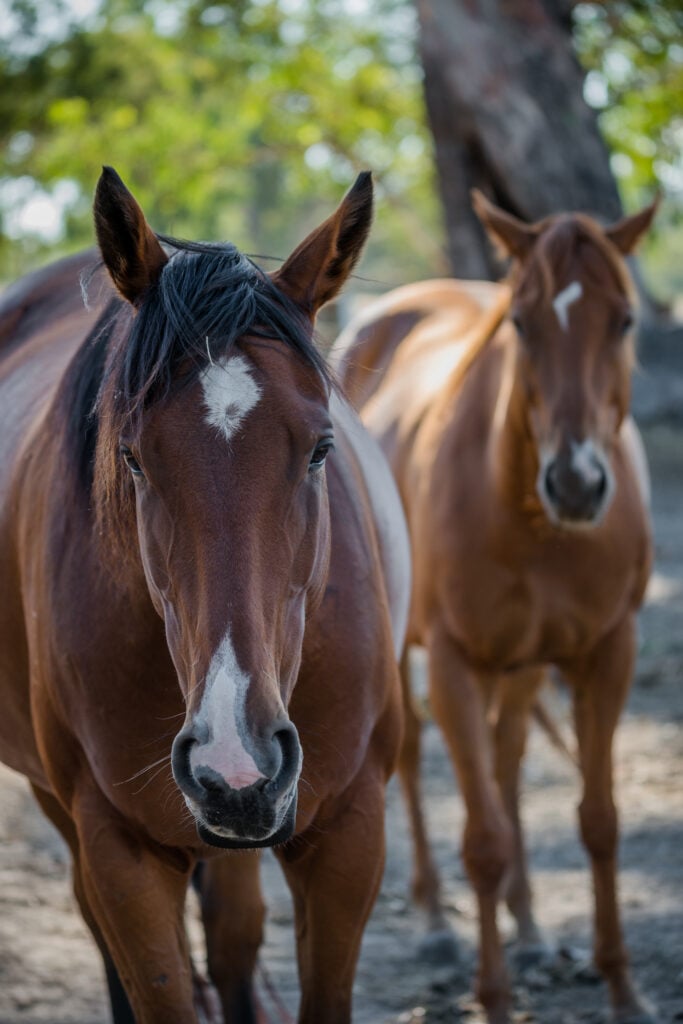 Two rescued horses standing outside by a tree