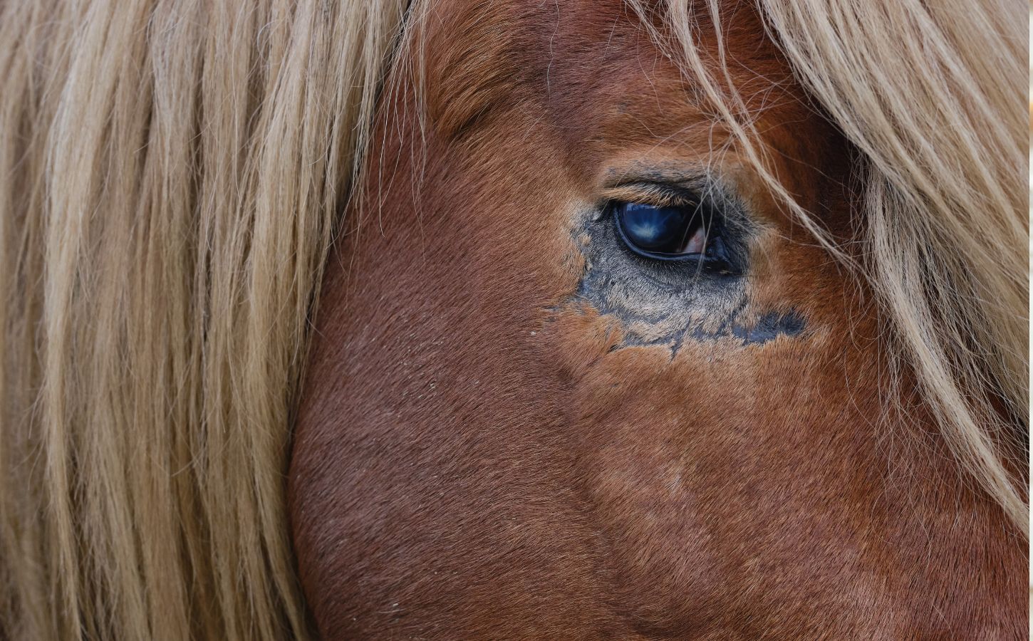 A blind horse who has been rescued from a farm