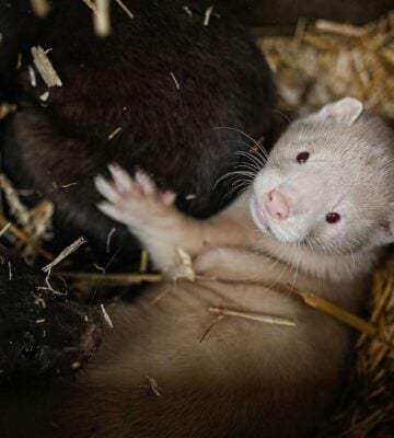 A white mink kit cuddles against their mother in a nesting box at a fur farm in poland