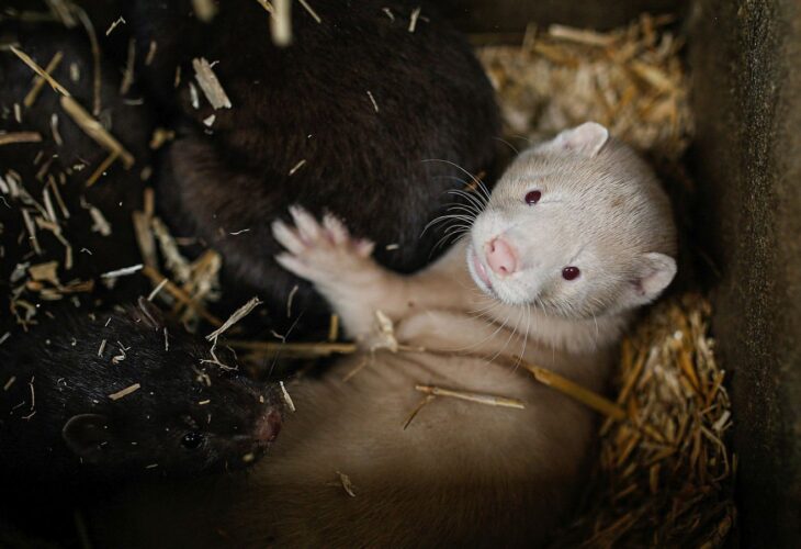 A white mink kit cuddles against their mother in a nesting box at a fur farm in poland