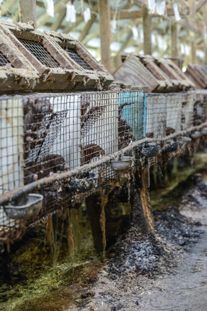 A row of filthy cages on a fur farm containing mink