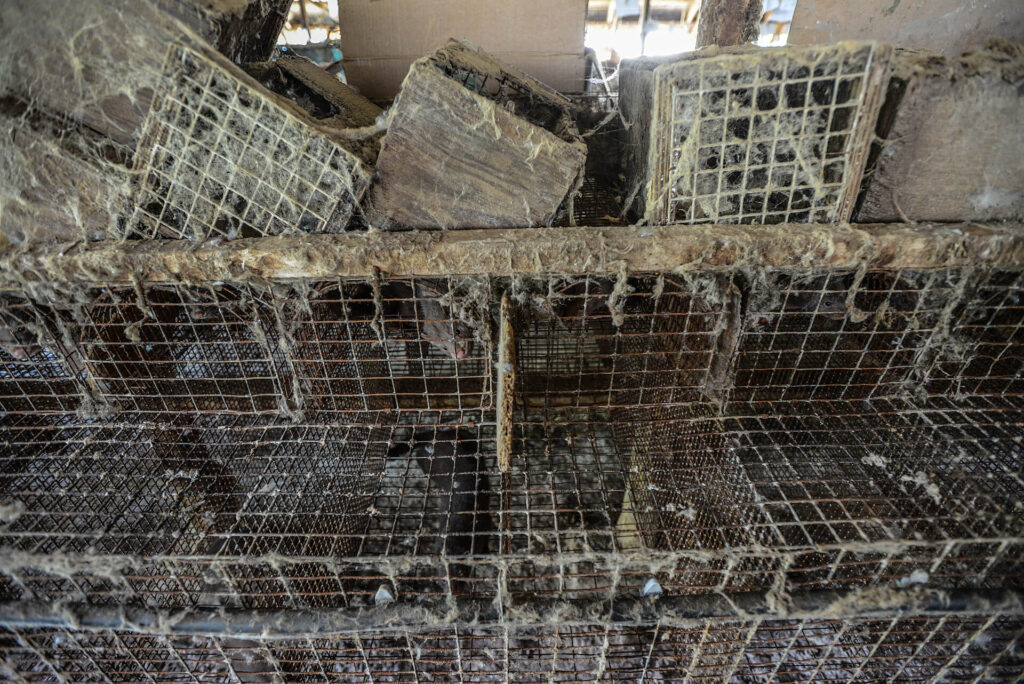 Filthy mink cages at a fur farm in Quebec, Canada