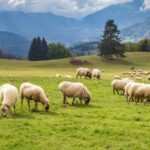 Sheep grazing on a field