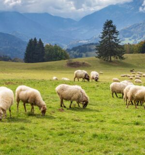 Sheep grazing on a field